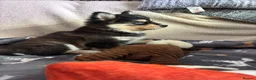 Pomsky dogs for sale: Just 3 pups left- 2 girls and 1 boy, F4 Pomskys - Advert 10