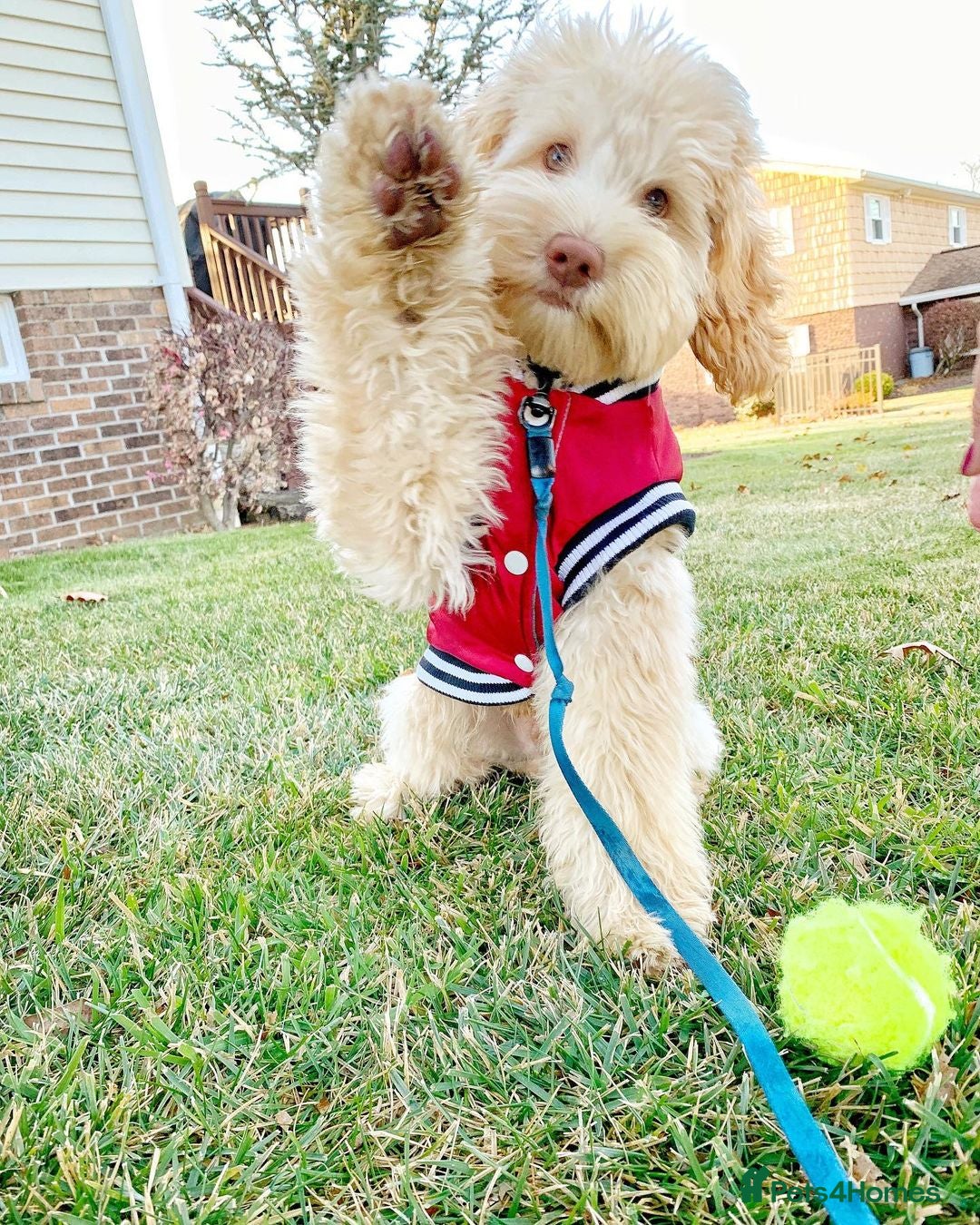 Aussiedoodle dogs Vinny – Loving Aussie Double Doodle - Advert 4