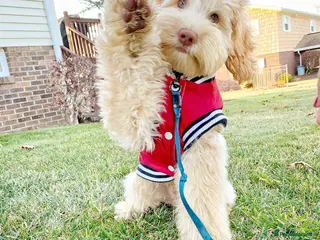 Aussiedoodle dogs Vinny – Loving Aussie Double Doodle - Advert 4