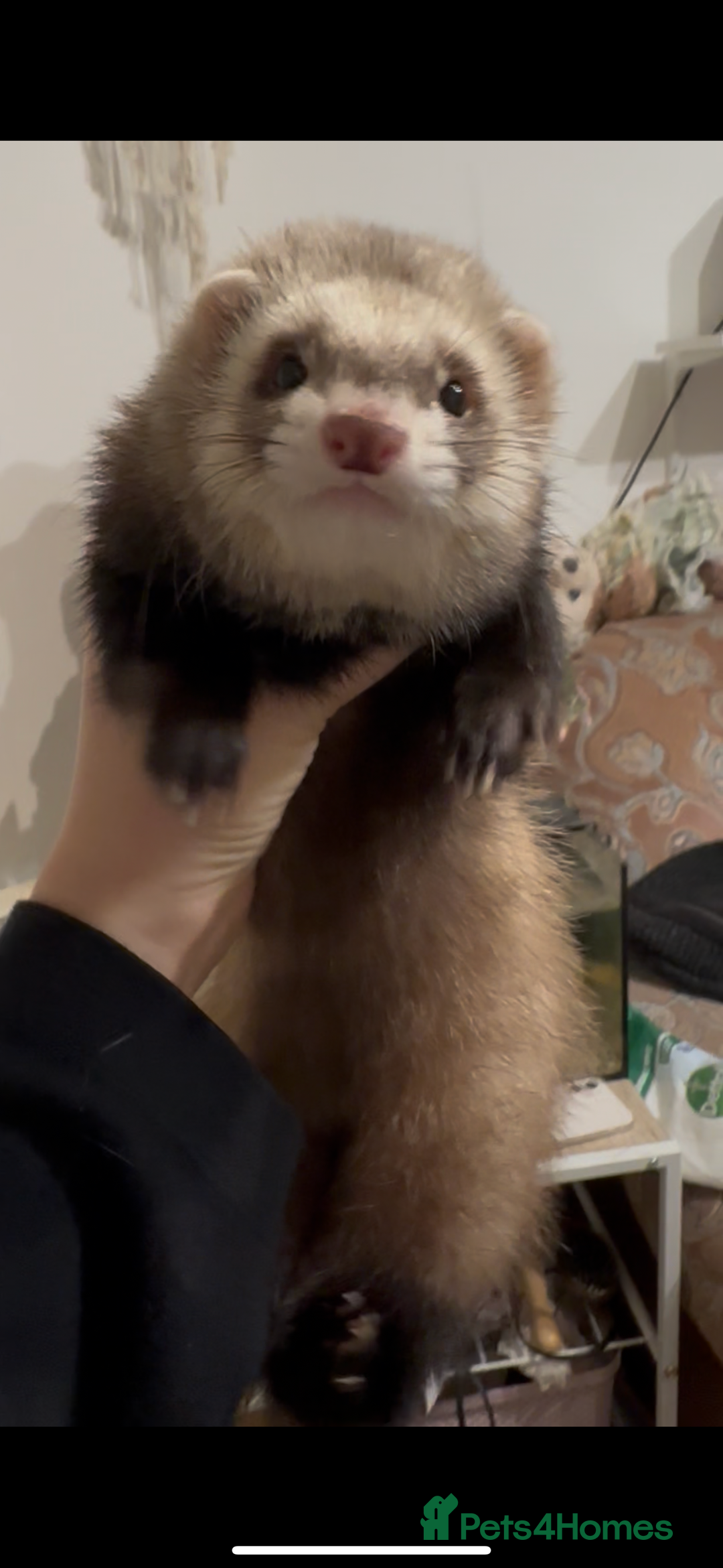 Ferret rodents for sale: 1 female ferret for rehome （Comes with Full Setup） - Advert 1