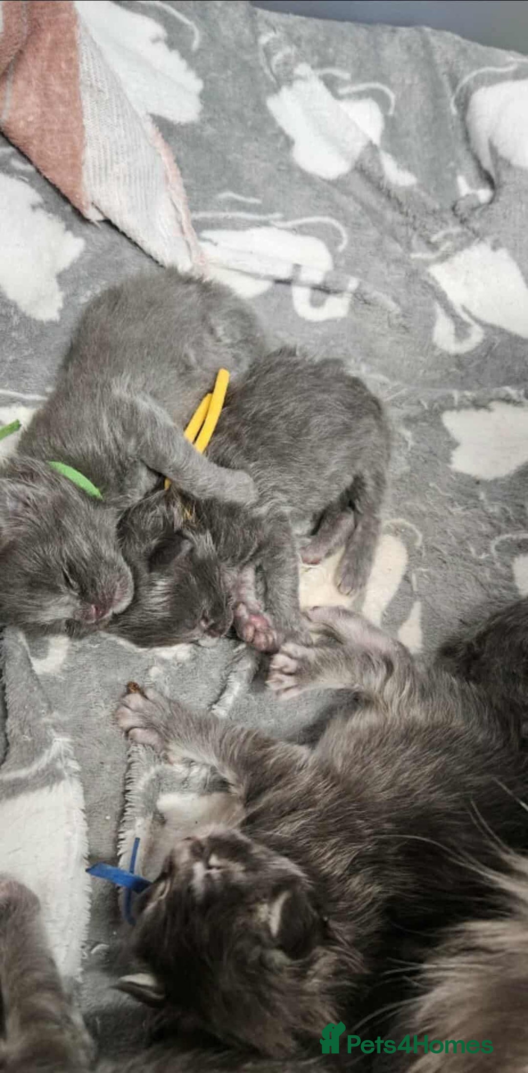 Maine Coon cats for sale: Maine coon kittens  - Image 5