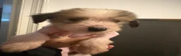 Chinese Crested dogs for sale: Hairless Chinese Cresteds  - Advert 12