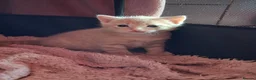 Mixed Breed cats for sale: 2 beautiful kittens for sale - Advert 3