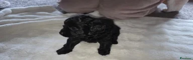 Cava poo