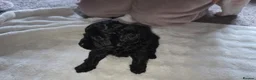 Mixed Breed dogs for sale: Mrs Sylvia Archer in Stafford - Advert 3
