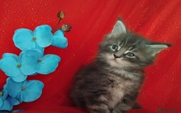 Maine Coon cats for sale: GCCF Registered Pure Maine Coon Kittens For Sale  - Image 4