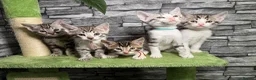 Bengal cats for sale: 5 beautiful girl bengal cross breed 🩷 - Advert 1