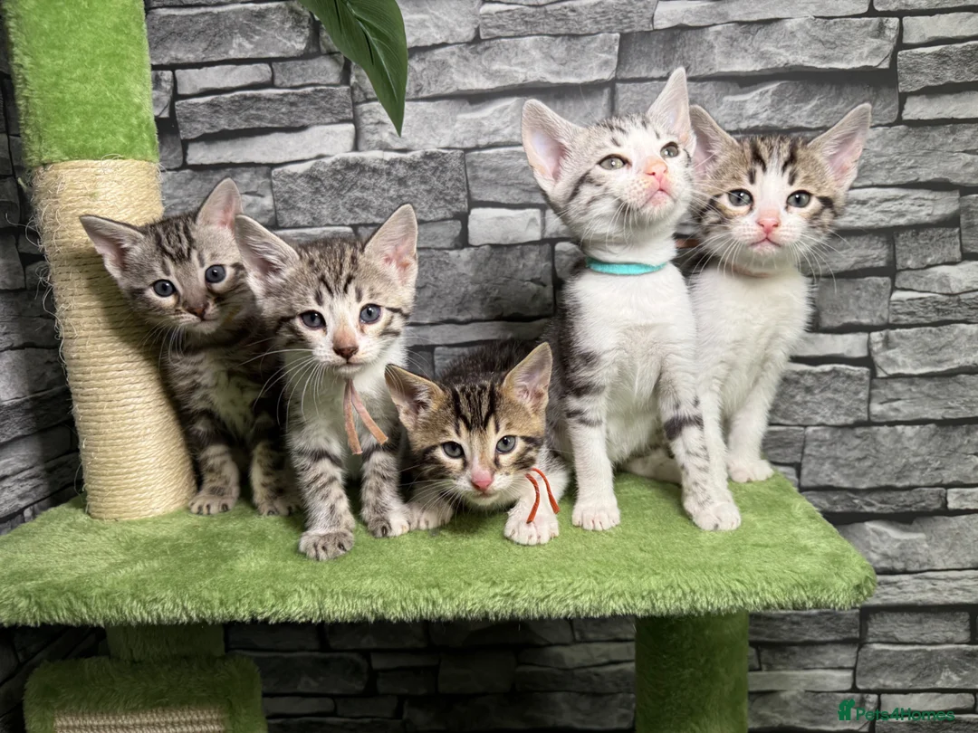 Bengal cats for sale: 5 beautiful girl bengal cross breed 🩷 - Advert 1