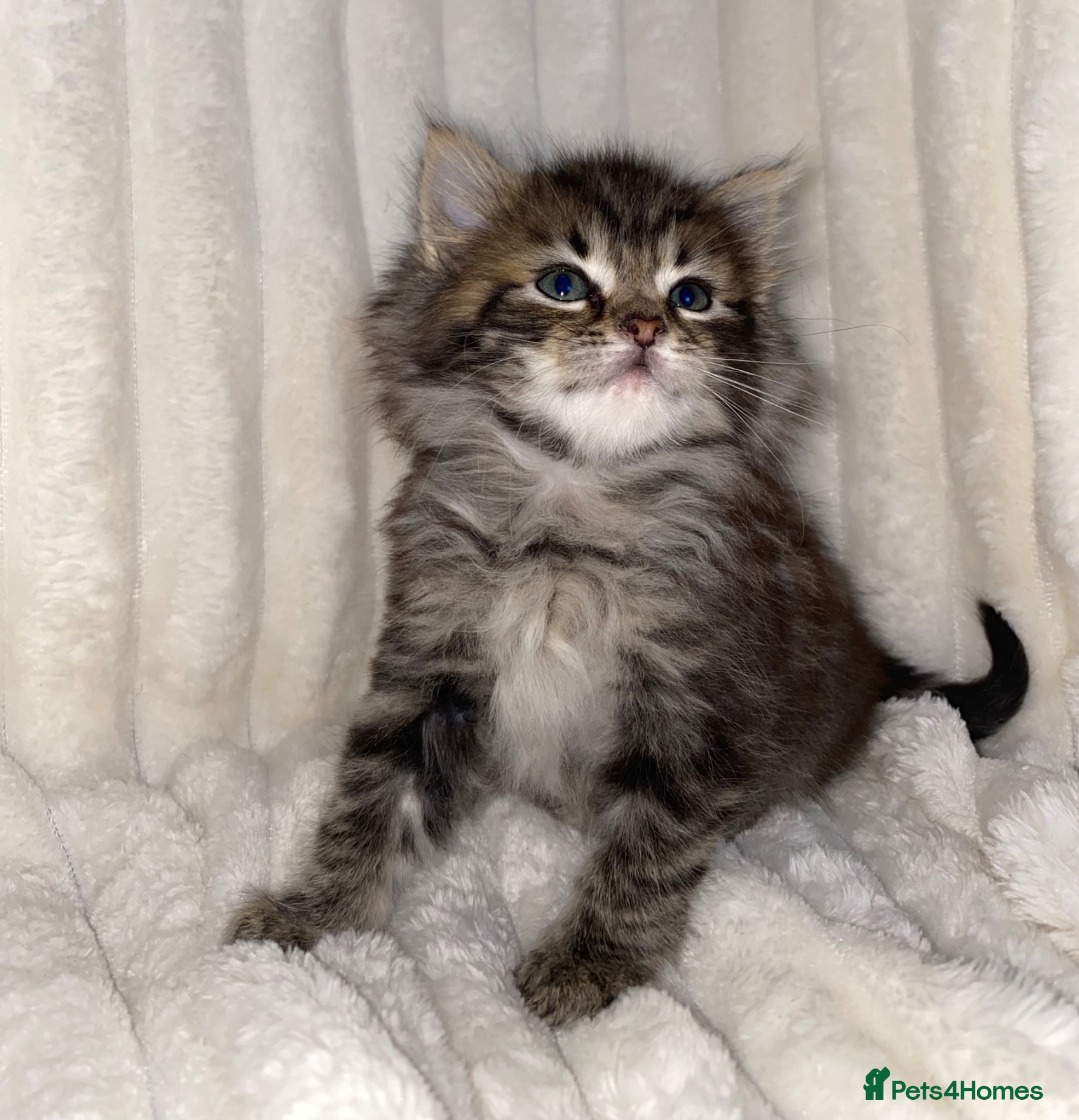 Mixed Breed cats  Cute Fluffy longhair kitten - Advert 14