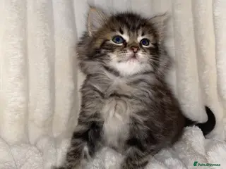 Mixed Breed cats Cute Fluffy longhair kitten - Advert 14