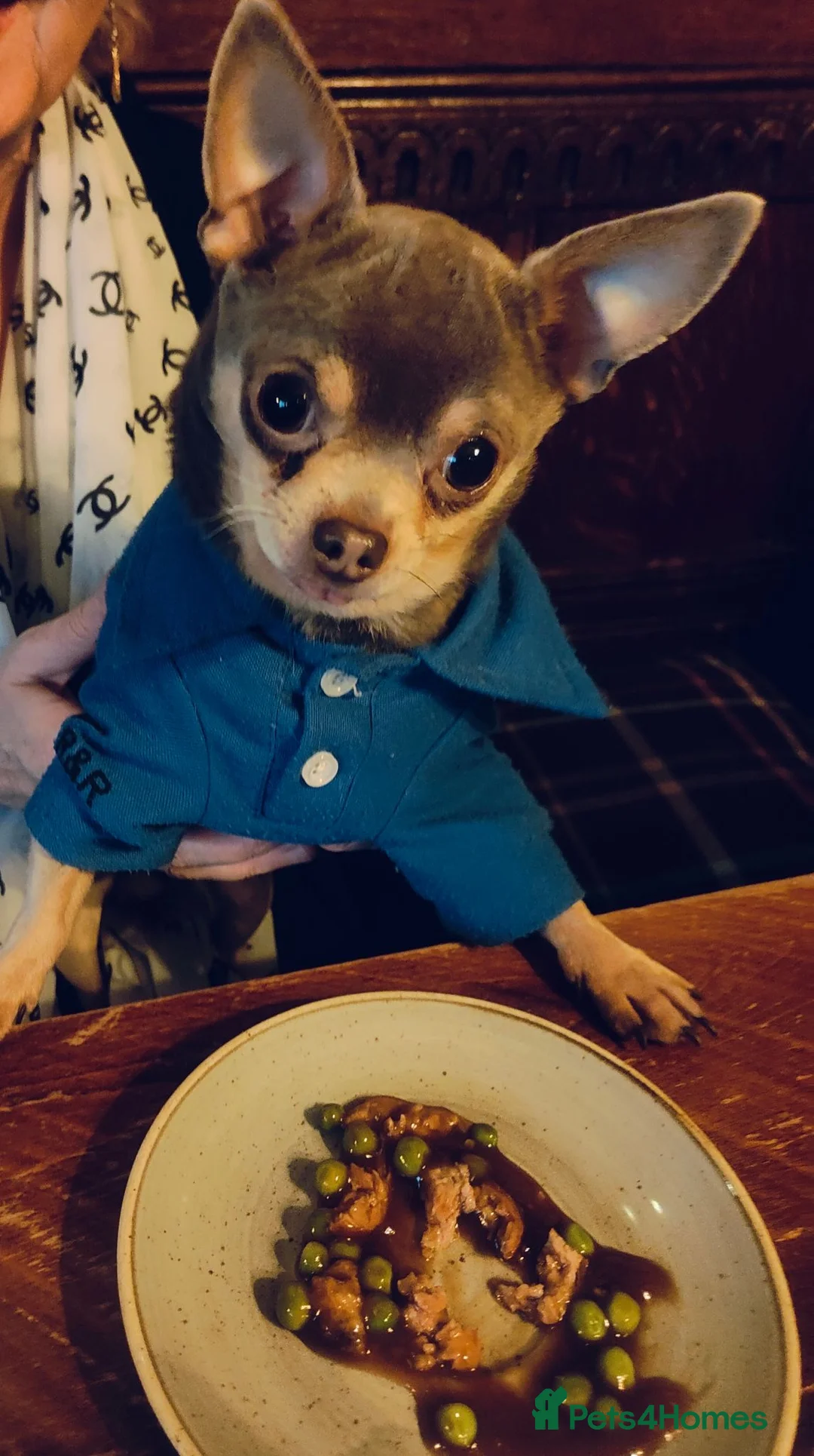 Chihuahua dogs for stud: Tiny Lilac and Tan Chihuahua KC Registered  - Advert 3