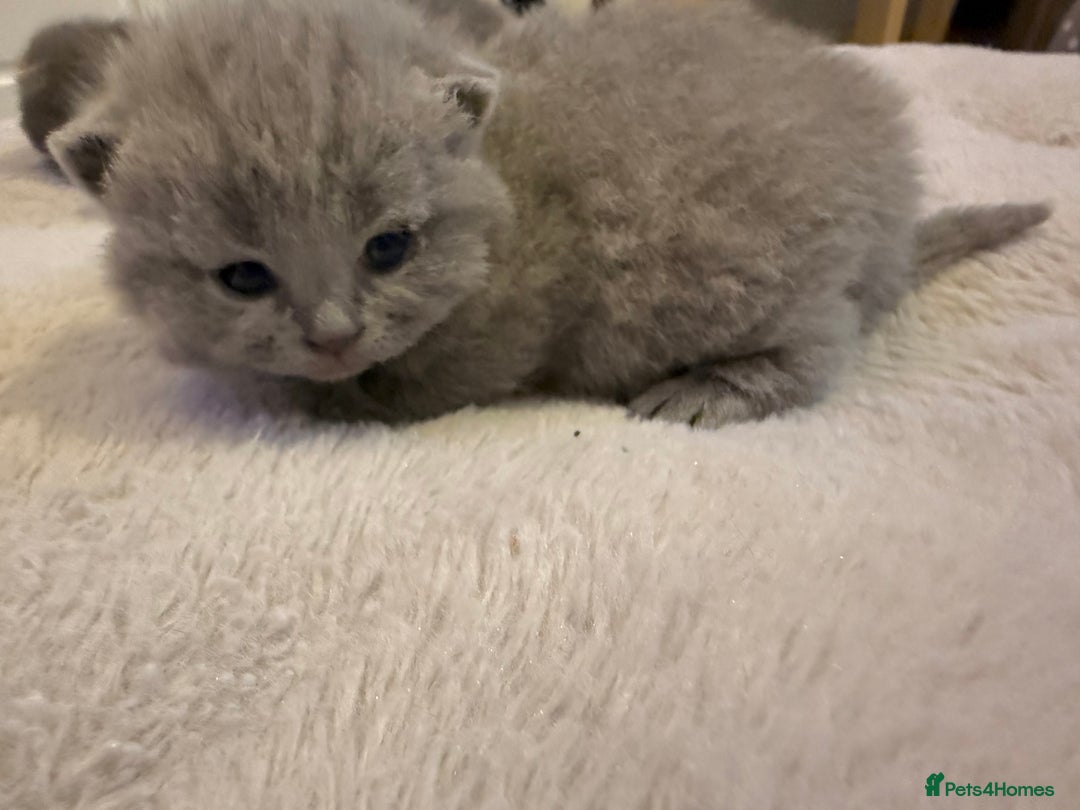 British Shorthair cats for sale: ✨British Shorthair GCCF 5 generation Pedigree✨ - Advert 17