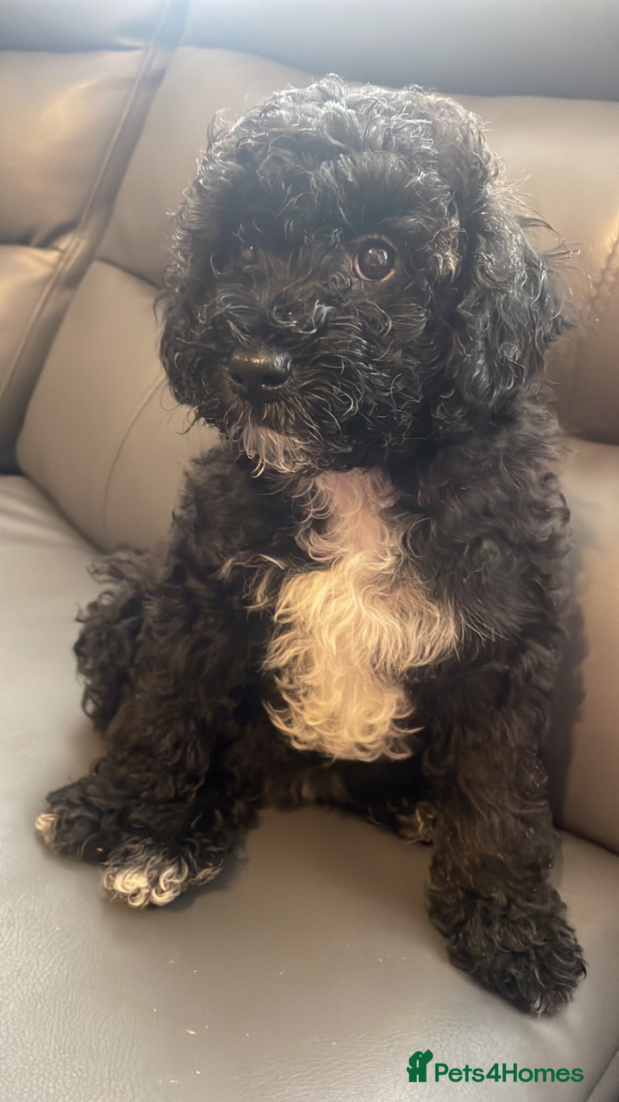 Poochon dogs for sale: Ready to leave NOW poochons🐶❤️ - Advert 4