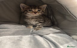 Mixed Breed cats for sale: Tabby kitten  - Image 1