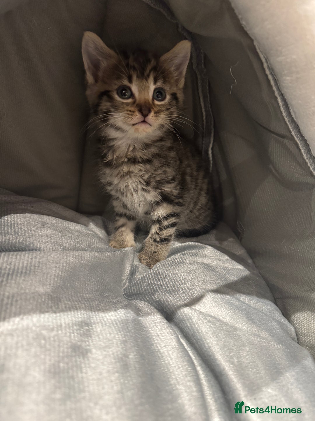 Mixed Breed cats for sale: Tabby kitten  - Image 1