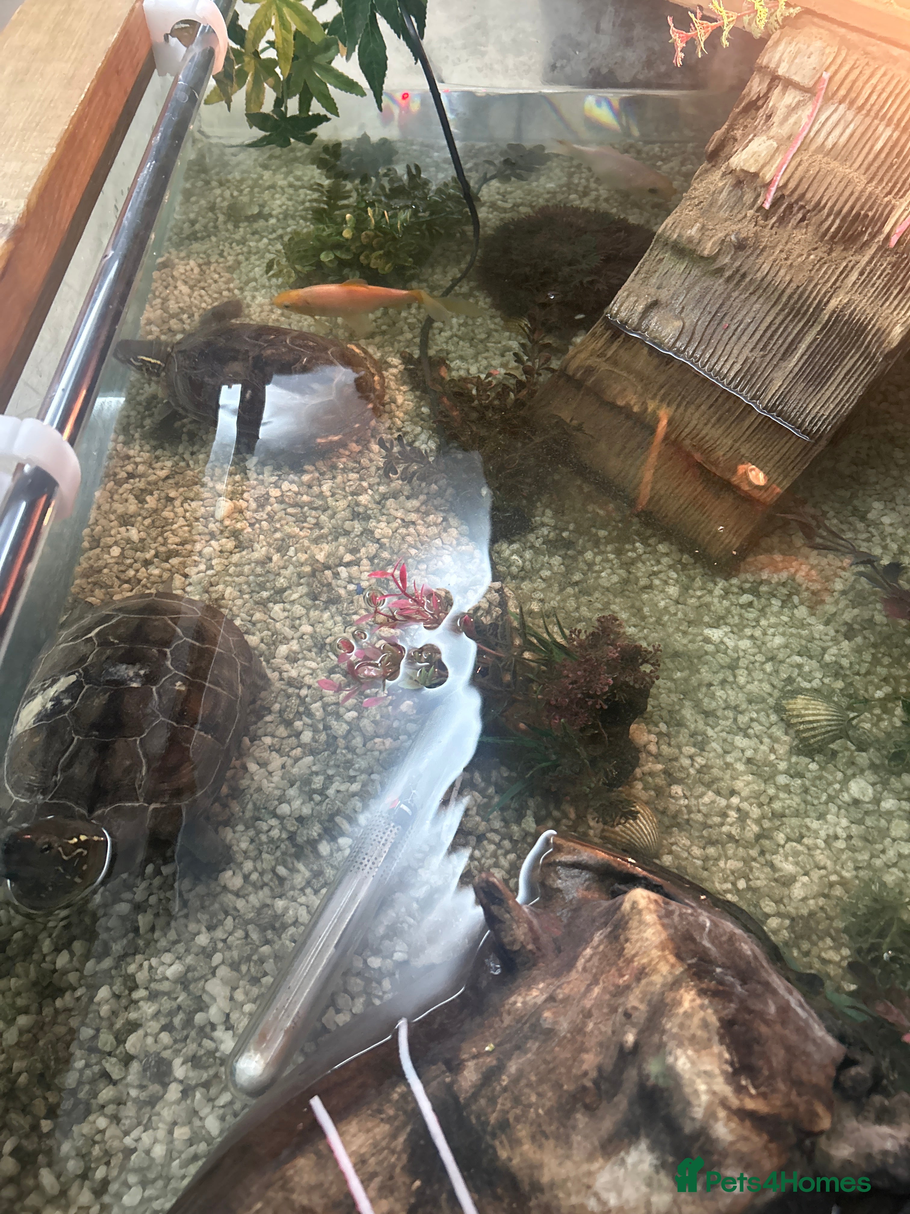 Terrapin reptiles Terrapin Turtles for Sale–Healthy, Active and fun - Advert 1