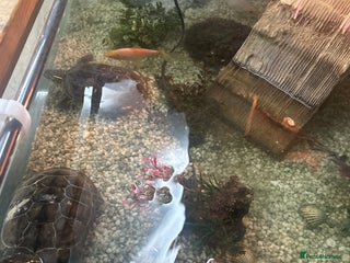 Terrapin reptiles Terrapin Turtles for Sale–Healthy, Active and fun - Advert 2