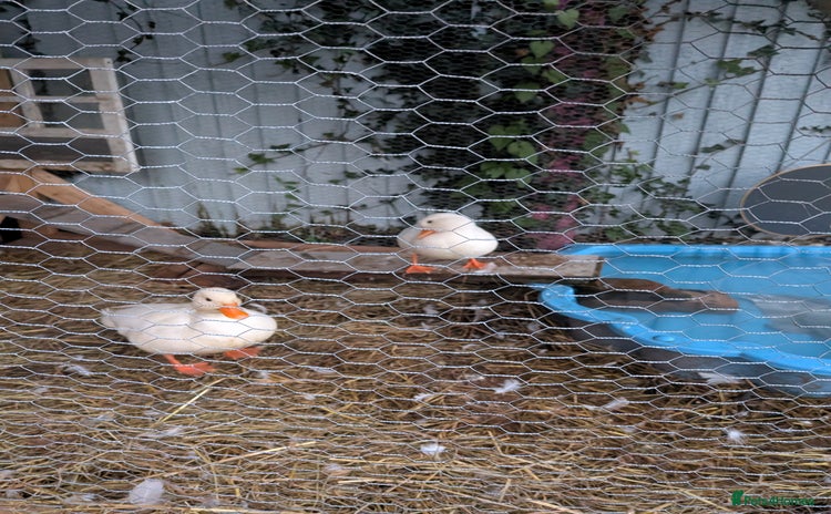 Ducks poultry Beautiful White Call Ducks Pair - Advert 1