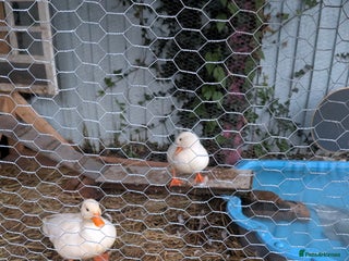 Ducks poultry Beautiful White Call Ducks Pair - Advert 1