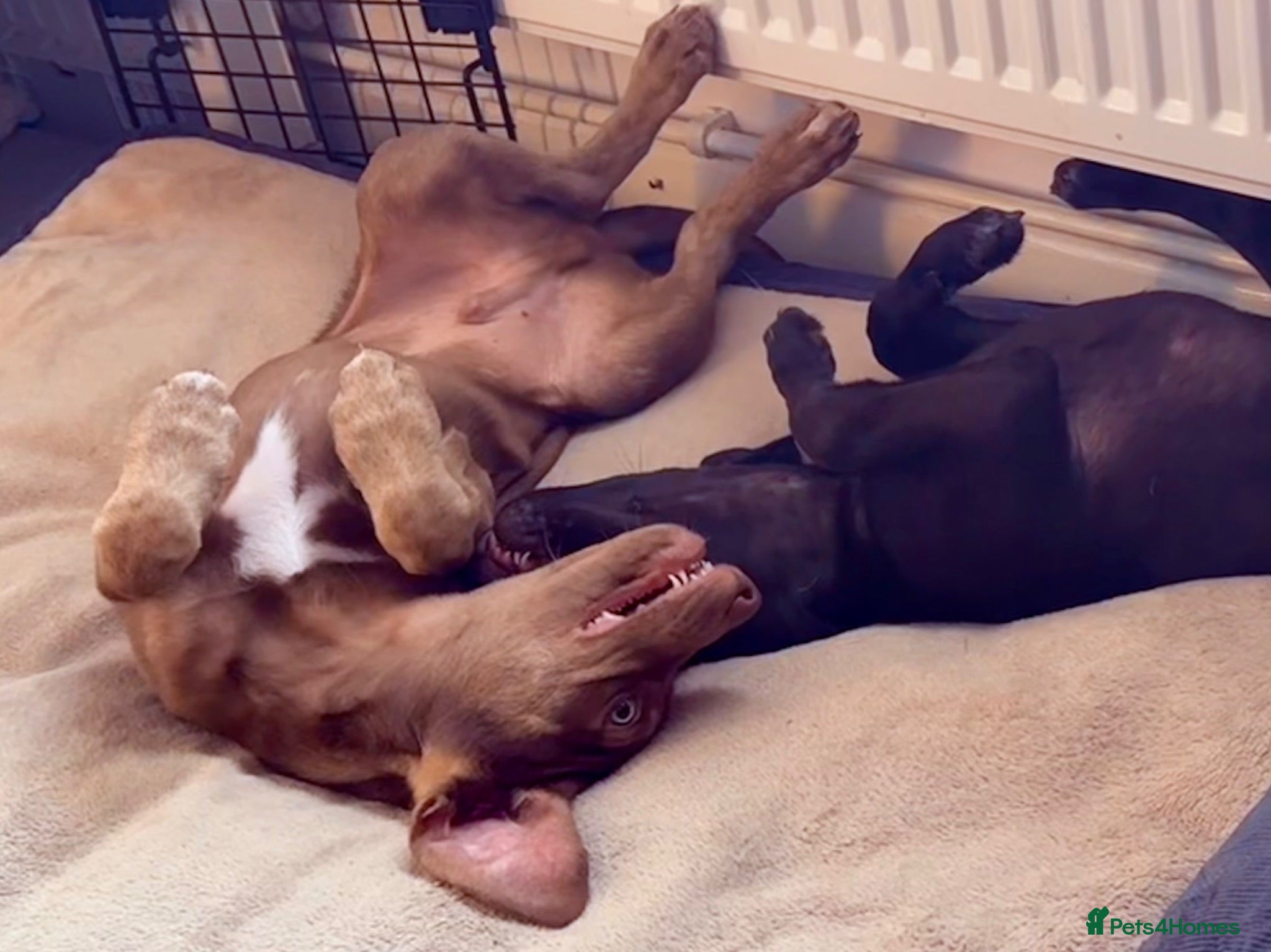 Mixed Breed dogs  🏡 Weimaraner X Husky Shepherd Boy READY NOW  - Advert 1