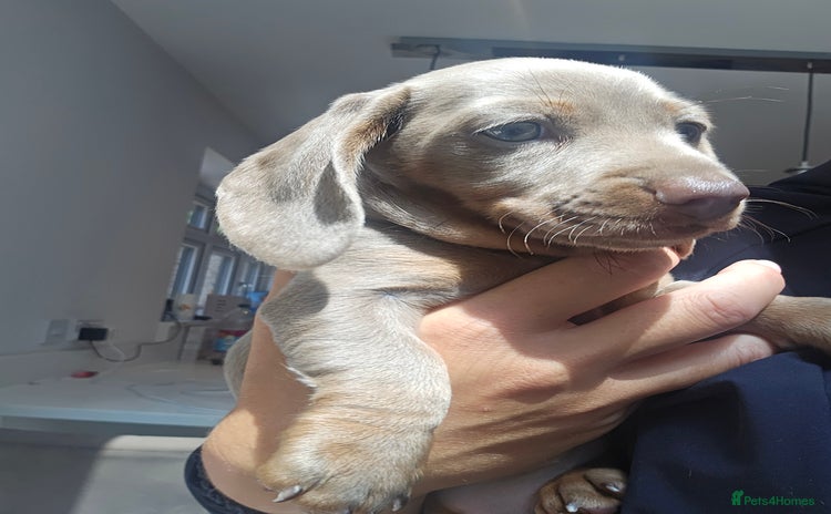Miniature Dachshund dogs - Advert 1