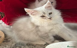 Maine Coon cats for sale: Outstanding TICA reg Shaded Maine Coon Kittens - Image 33