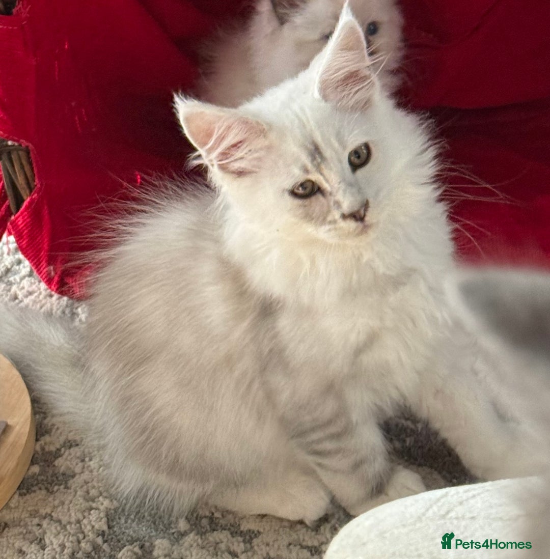 Maine Coon cats for sale: Outstanding TICA reg Shaded Maine Coon Kittens - Image 33