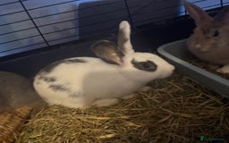 Mixed Breed rabbits for sale: Rabbits for sell. - Image 8