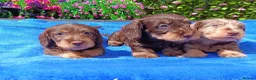 Miniature Dachshund dogs for sale: QUAILTY MINI WIRES KC REG PRA LAFORA CLEAR - Advert 5