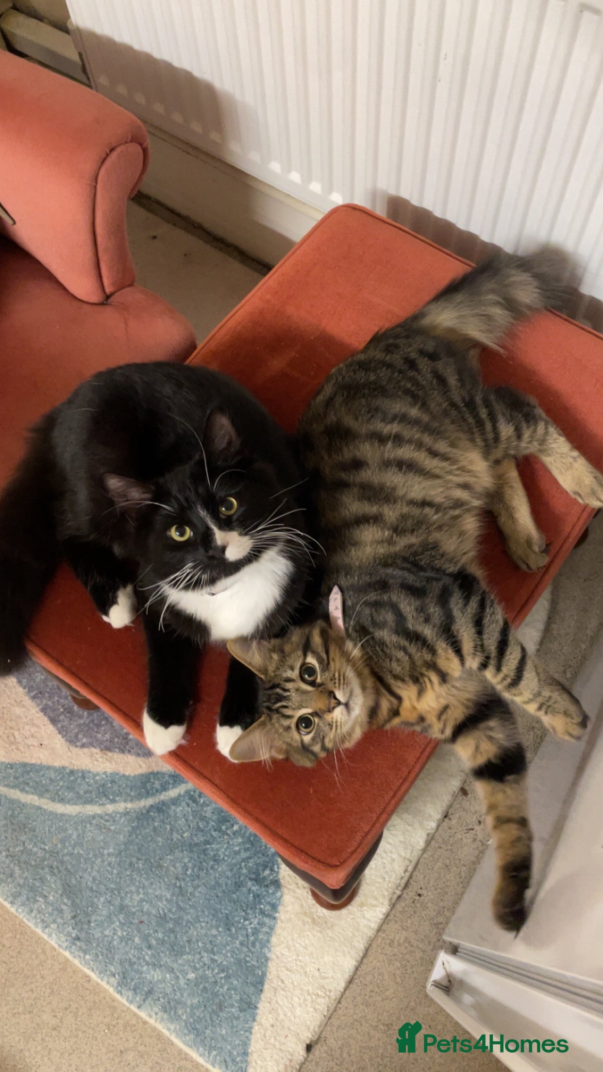 Mixed Breed cats mixed breed cats for sale with all equipments - Advert 2