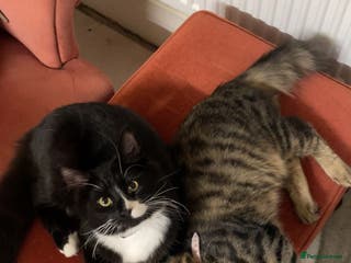 Mixed Breed cats mixed breed cats for sale with all equipments - Advert 2