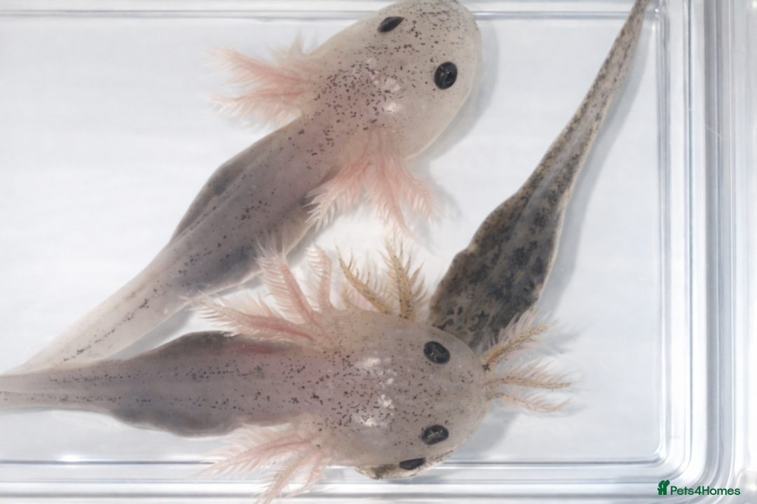 Axolotl reptiles for sale: Baby axolotls  - Advert 8