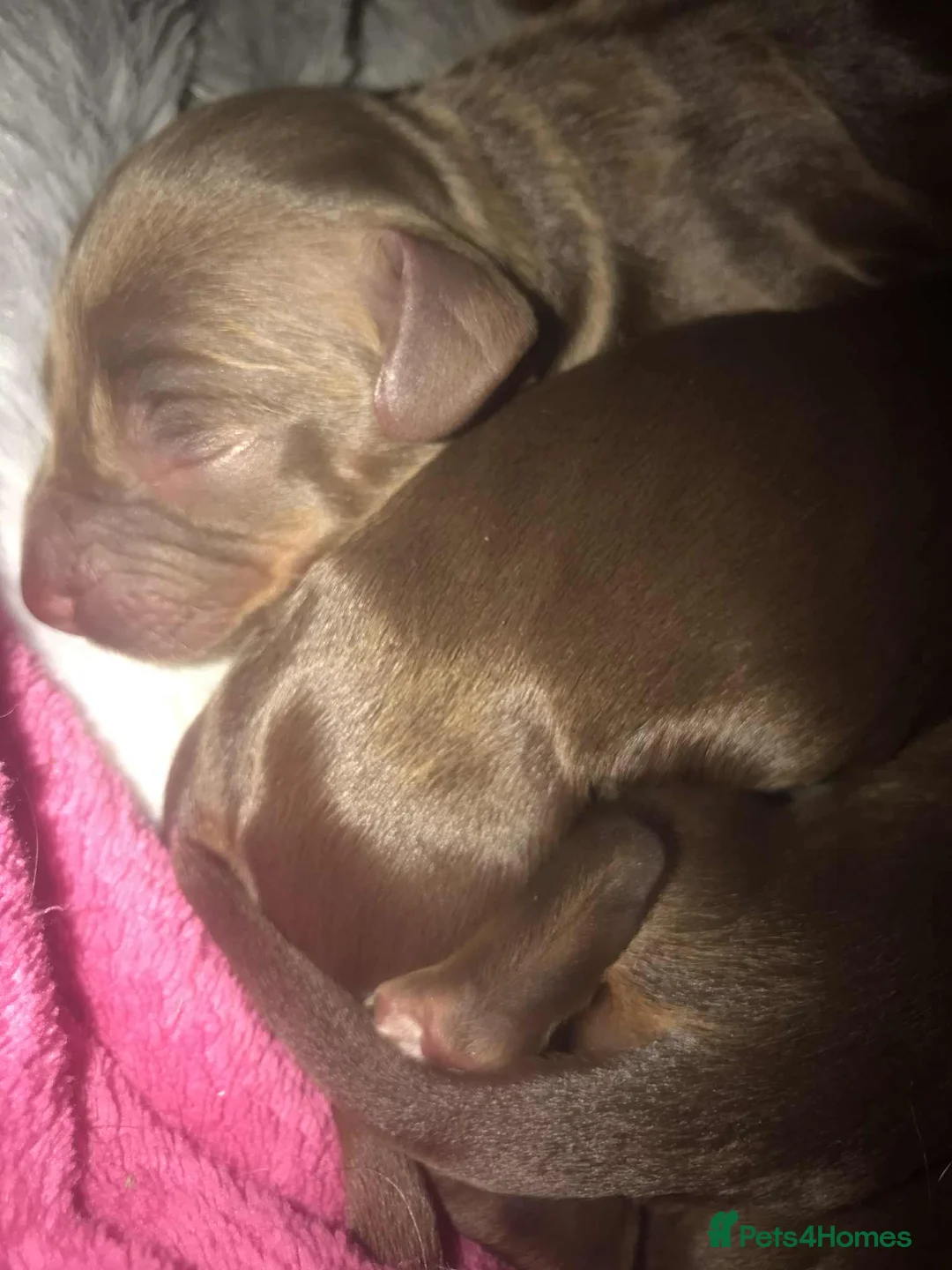 Cocker Spaniel dogs for sale: Tri chocolate  colour cocker spaniel puppies  - Advert 13