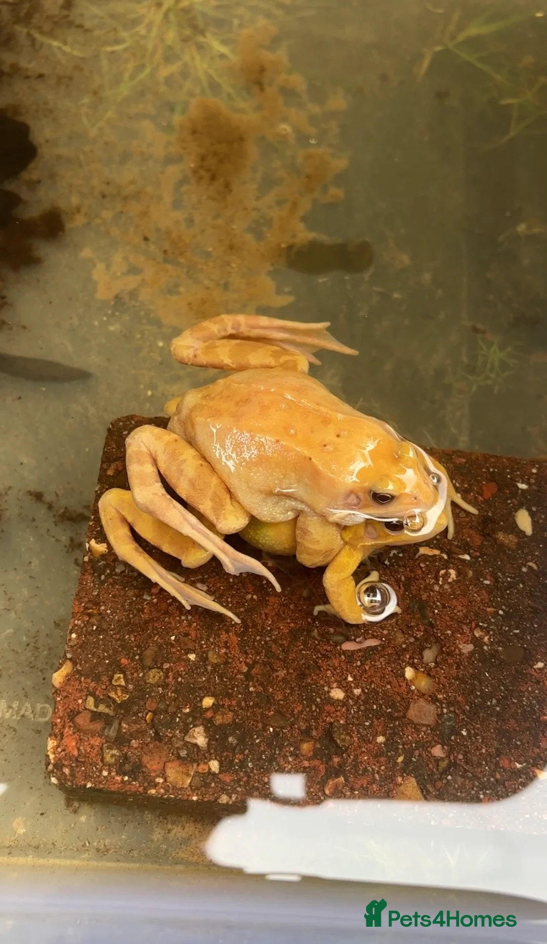 Frog reptiles for sale: Captive bred morph Rana temporaria (common frog) - Advert 1