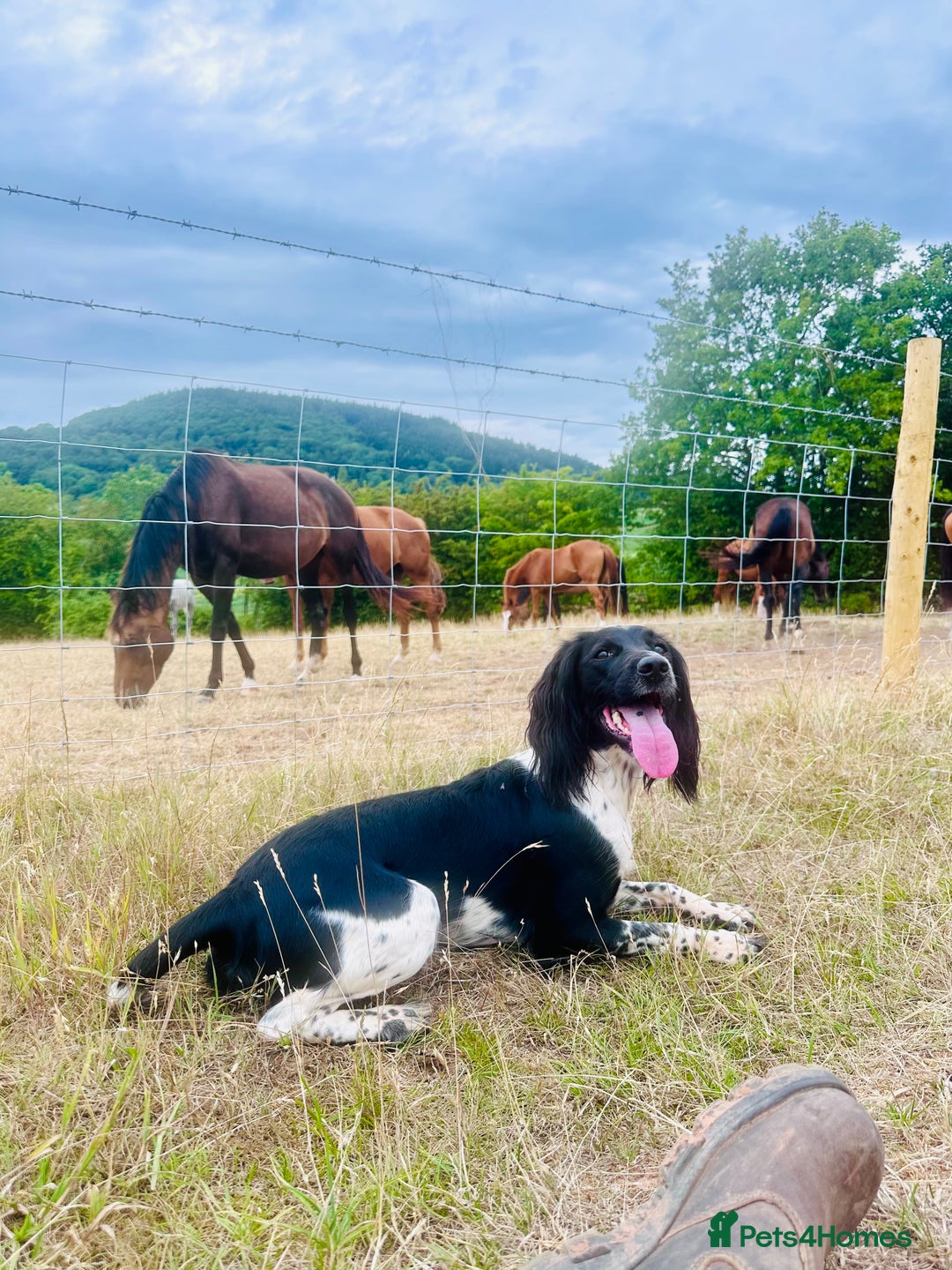 English Springer Spaniel dogs for sale: KC English Springer Spaniels  - Advert 25