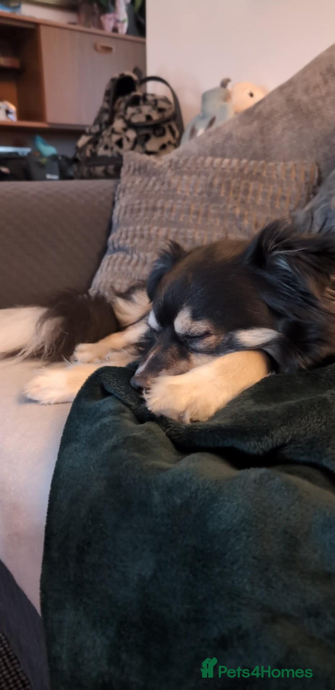 Mixed Breed dogs for sale: Male Japanese Spitz cross chihuahua  - Advert 6