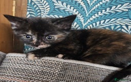 Mixed Breed cats for sale: 4 Fab Kittens READY NOW - Image 6