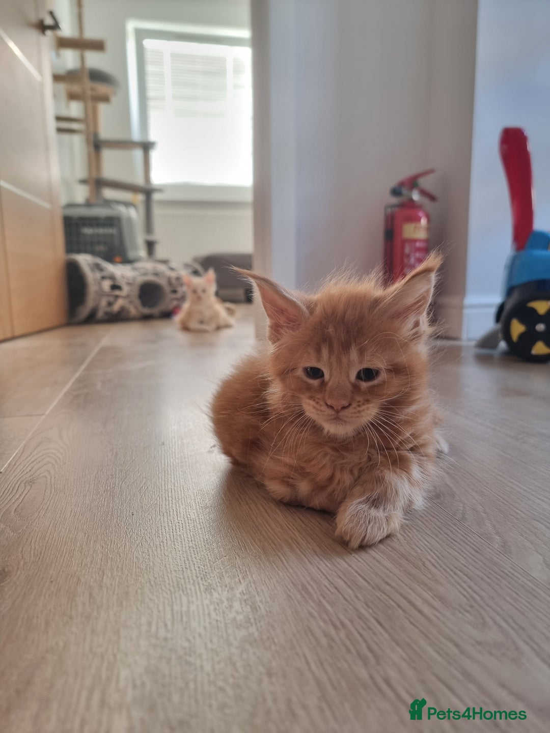 Maine Coon cats for sale: TICA - Maine Coon – 2 Boys Looking for Loving Home - Image 30