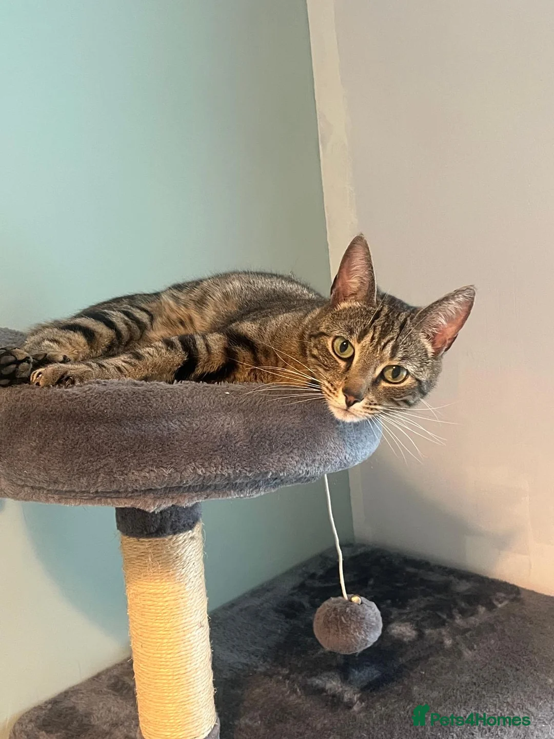 Bengal cats for sale: Crossed bengal cat for sale in Portsmouth - Advert 2