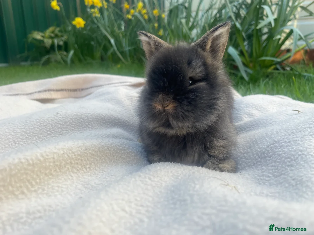 Lionhead rabbits for sale: Beautiful mini double maned lionheads bunnies  - Advert 11