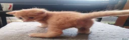 Mixed Breed cats for sale: GINGER BOY AND A GIRL  - Advert 2