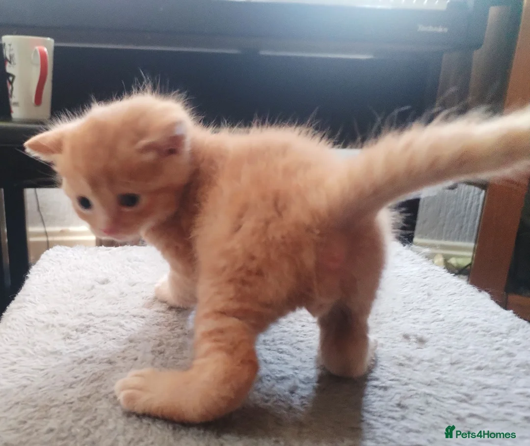 Mixed Breed cats for sale: GINGER BOY AND A GIRL  - Advert 2