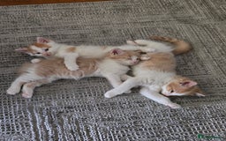 British Longhair cats for sale: 3 male kittens for sale  in Harrow - Image 2
