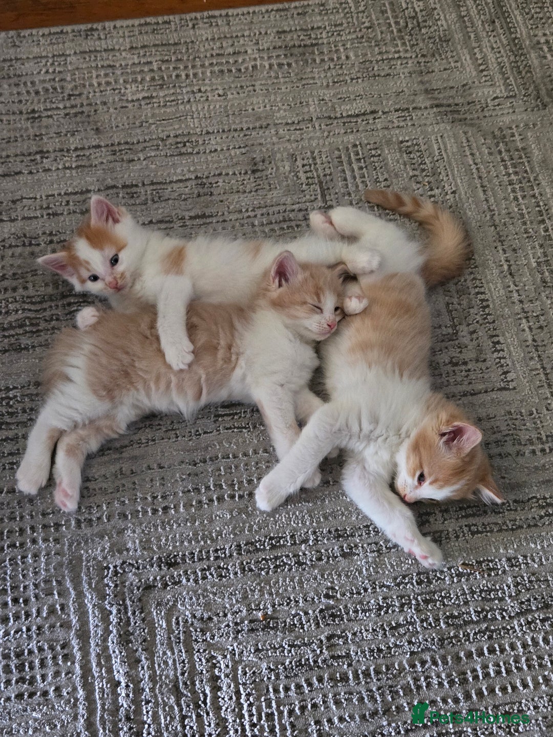 British Longhair cats for sale: 3 male kittens for sale  in Harrow - Image 2