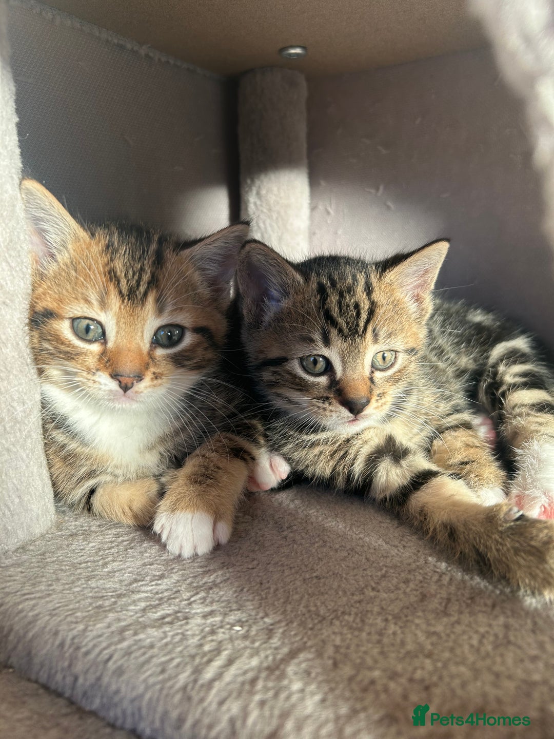 Bengal cats for sale: ❗️All reserved ❗️Bengal Cross Kittens - Advert 6