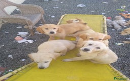 Golden Retriever dogs for sale: Wonderful,playful ,adventurous happy little furs😍 - Image 6