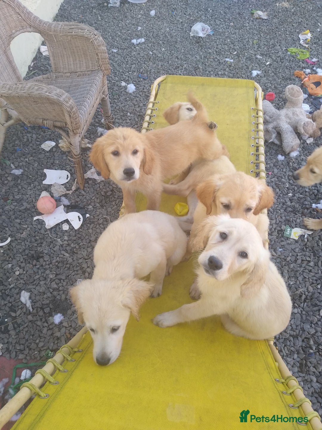 Golden Retriever dogs for sale: Wonderful,playful ,adventurous happy little furs😍 - Image 6