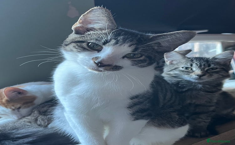 Mixed Breed cats - Advert 11