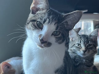 Mixed Breed cats - Advert 32