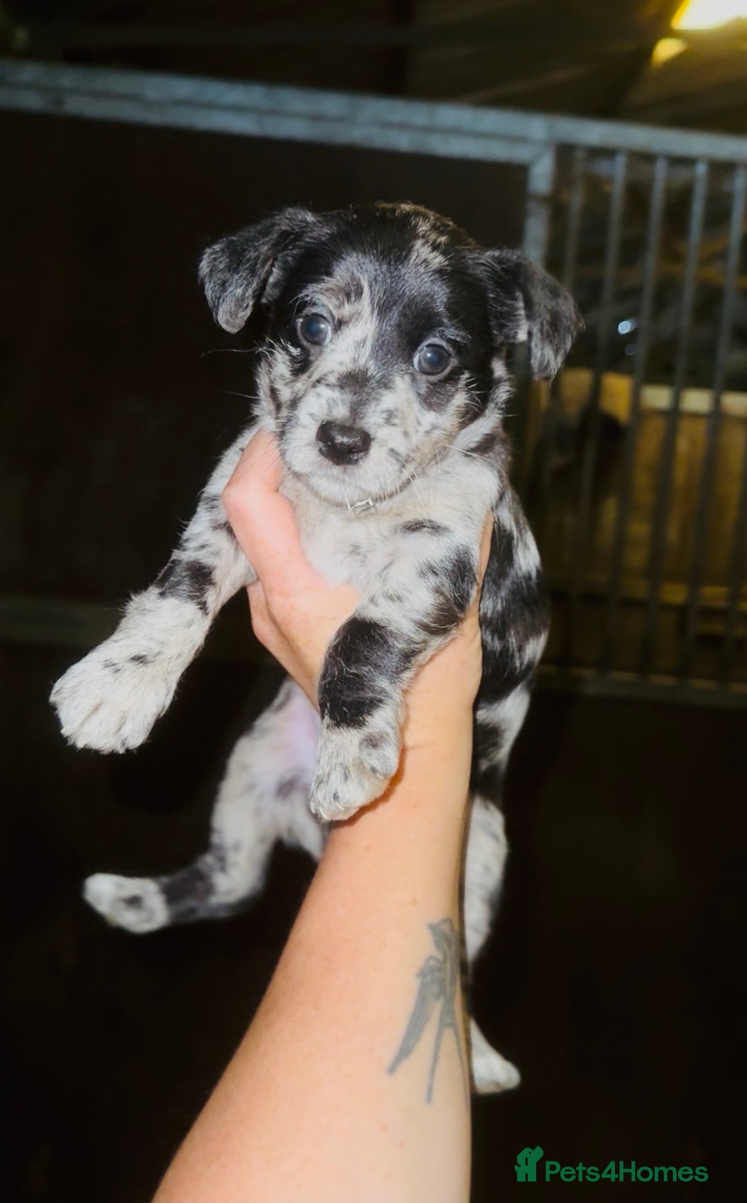 Jackapoo dogs for sale: Merle jackapoo pups (much Wenlock lines) - Image 3